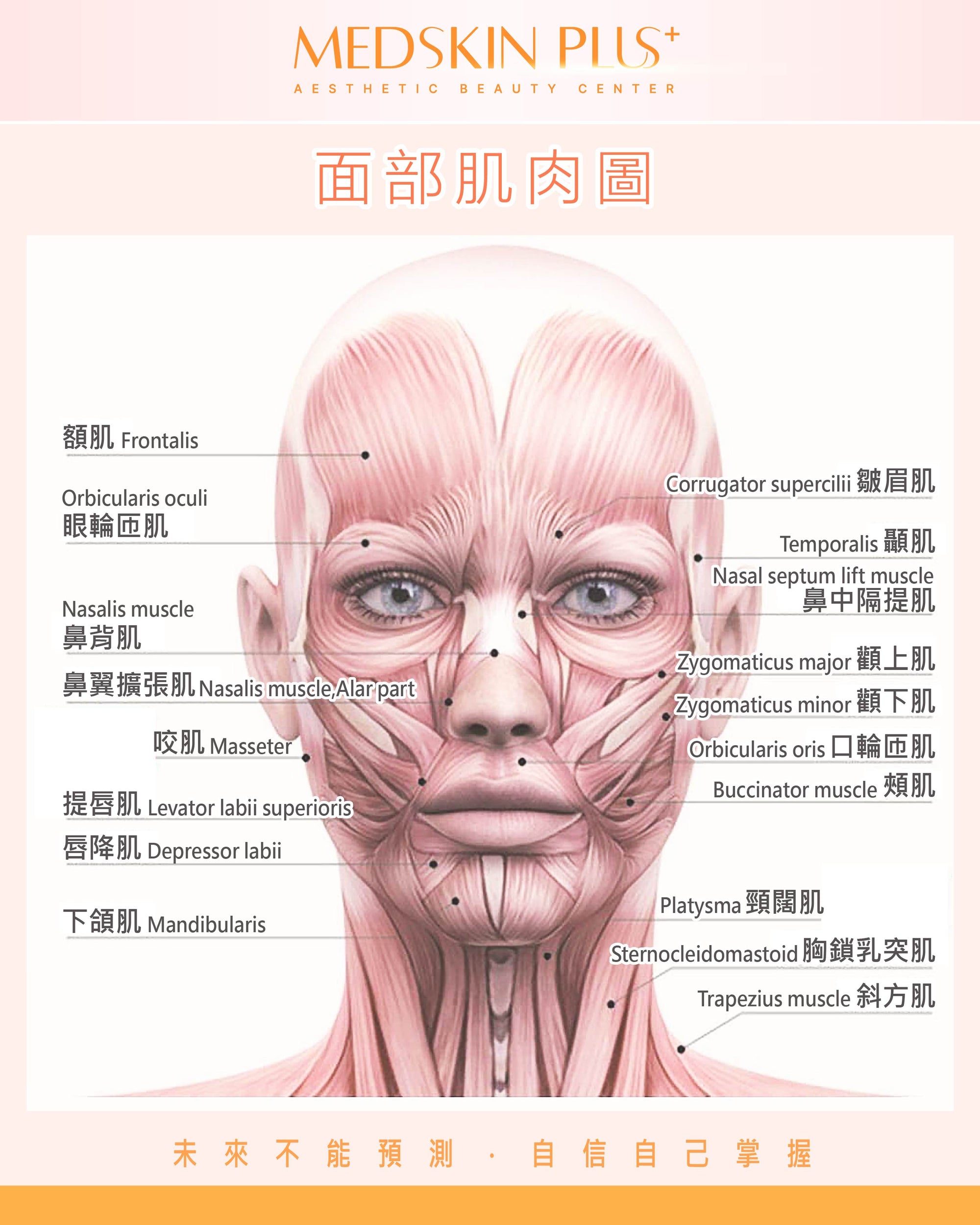 面部肌肉原理解剖分析 - Medskin Plus
