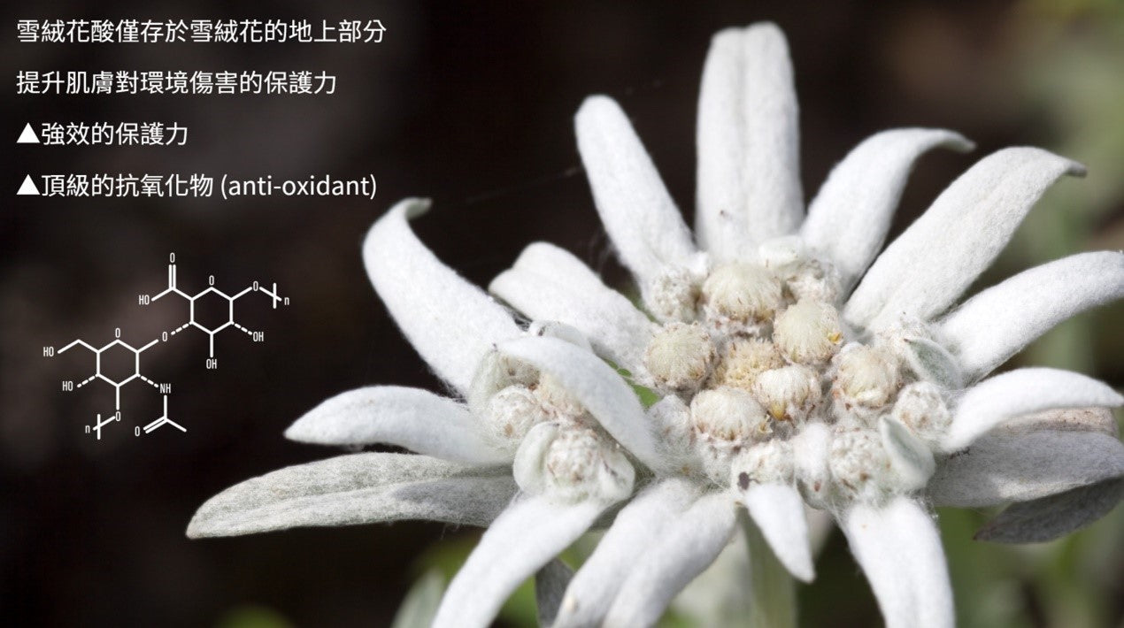 雪絨花面部護理