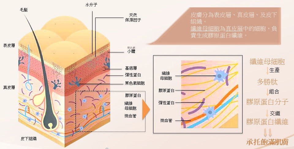 皮膚橫切面立體圖解，標示表皮層、真皮層、皮下組織、毛髮、彈性蛋白及纖維母細胞等名稱。