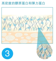 皮膚橫切面示意圖，以藍色線條及細胞圖案表示高密度的膠原蛋白和彈力蛋白，並附放大圓圈及數字 3