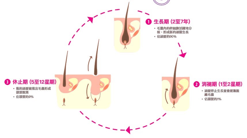 圓形循環圖解，以三格頭皮剖面圖示範頭髮的生長期、萎縮期與休止期三個階段及各自的佔比