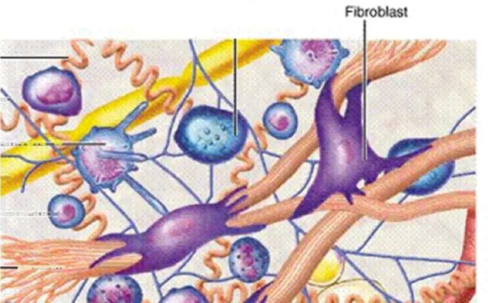 Collagen Up 超頻逆齡膠原槍緊緻效果示意