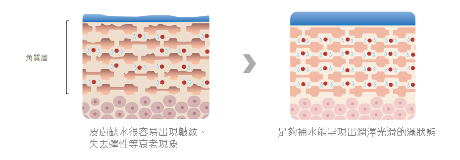 皮膚橫切面圖解對比，左側顯示角質層缺水容易出現皺紋與失去彈性，右側顯示足夠補水後呈現潤澤光滑飽滿狀態